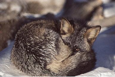 《光与影：33号远征队》Steam特别好评 首发峰值接近4万